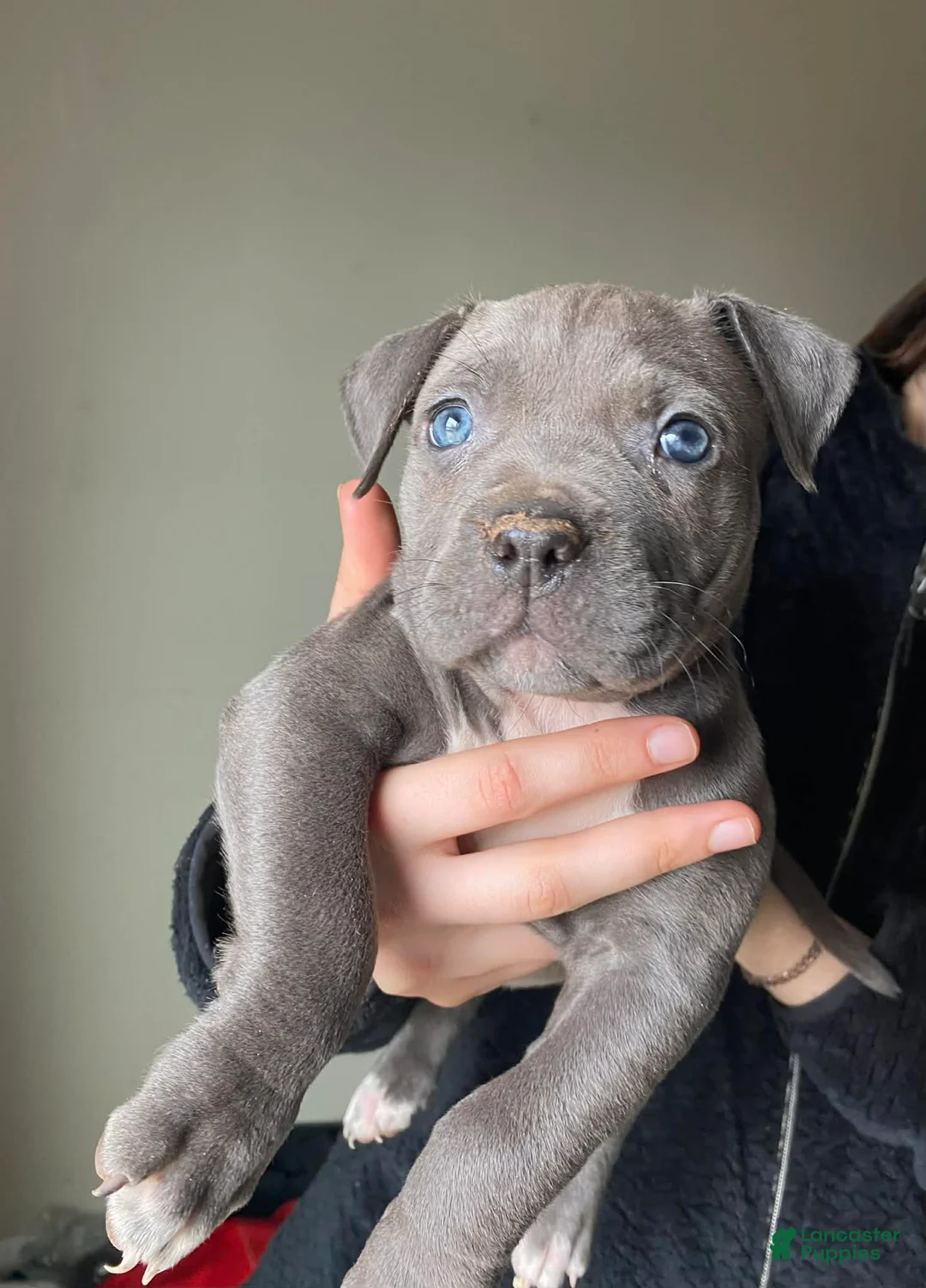 American Bully dogs for sale: American Bully Puppy 6 - Ad 2