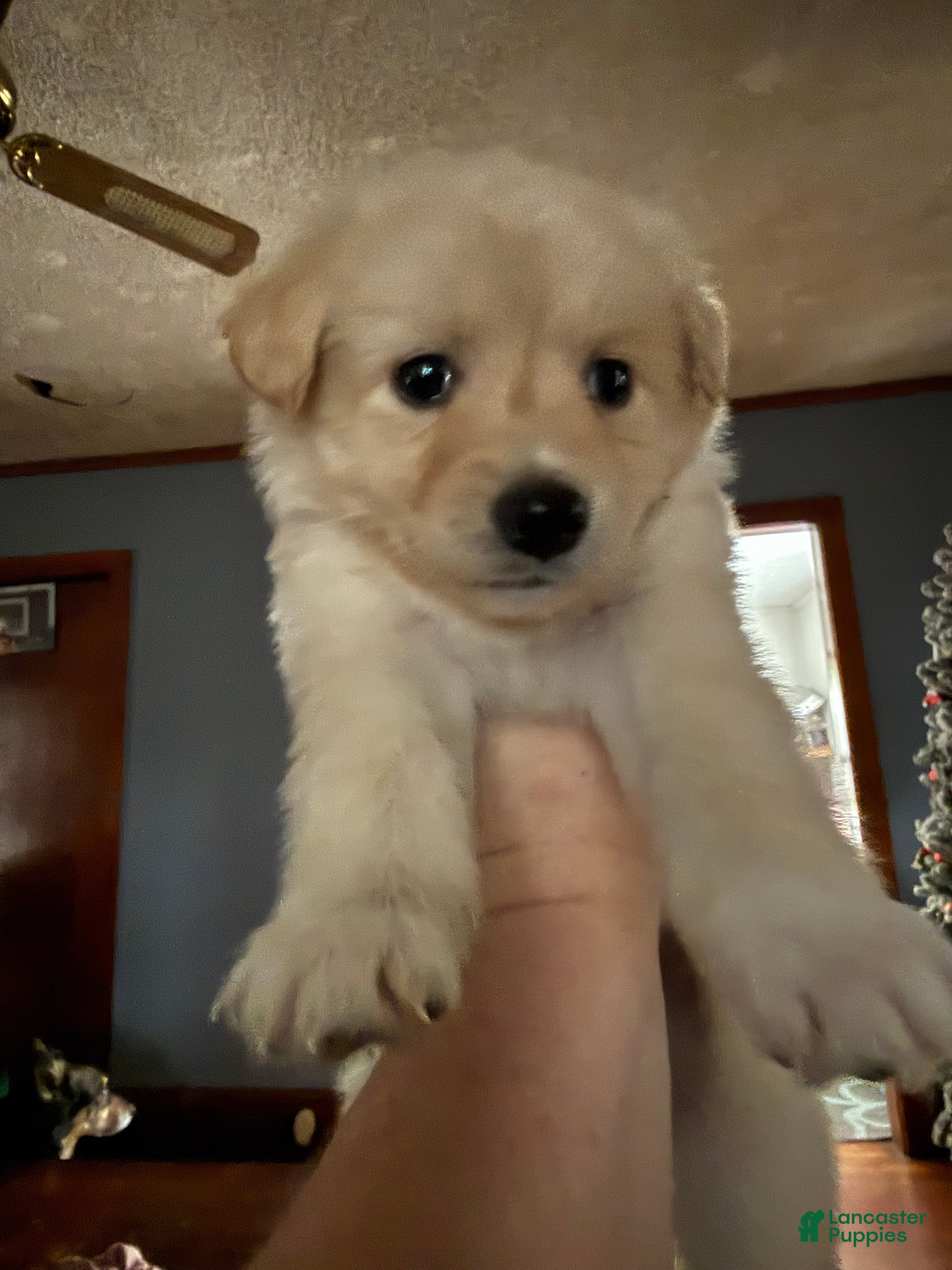 Mixed Breed dogs Mixed Breed Puppy 8 - Ad 10