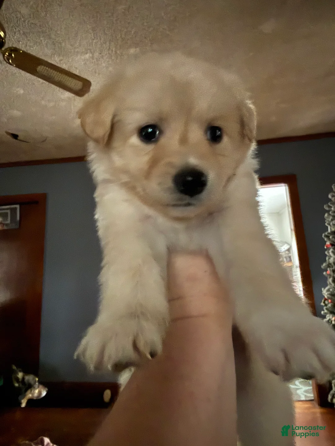 Mixed Breed dogs for sale: Mixed Breed Puppy 8 - Ad 1