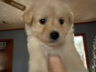 Mixed Breed dogs Mixed Breed Puppy 8 - Ad 10