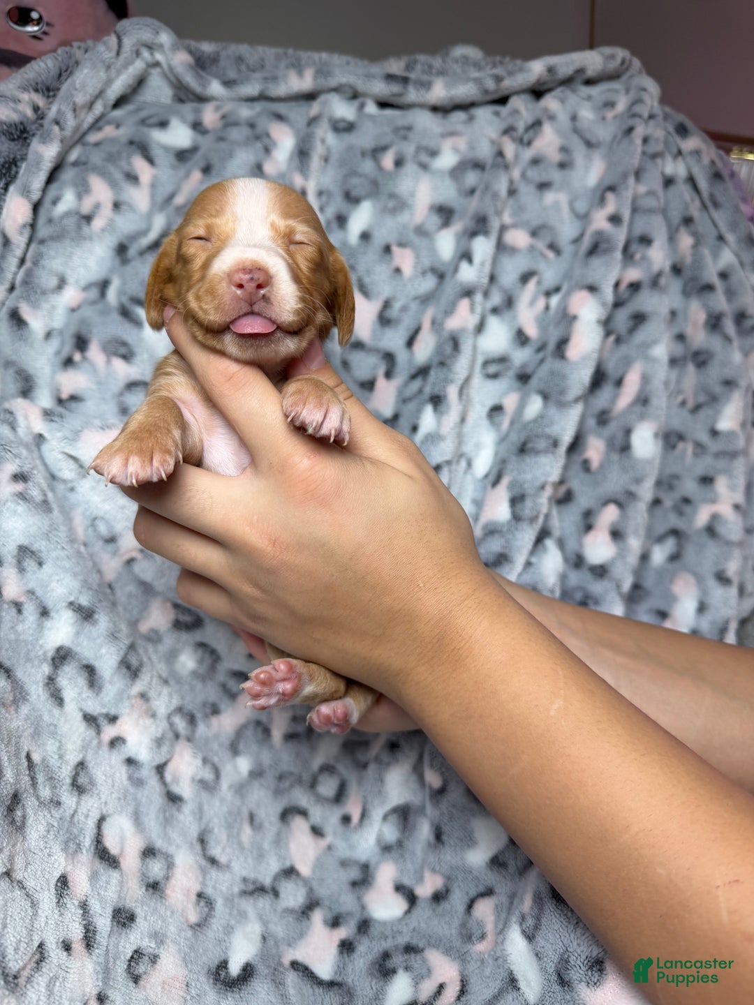 Miniature Dachshund dogs for sale: Miniature Dachshund Puppy 4 - Ad 2