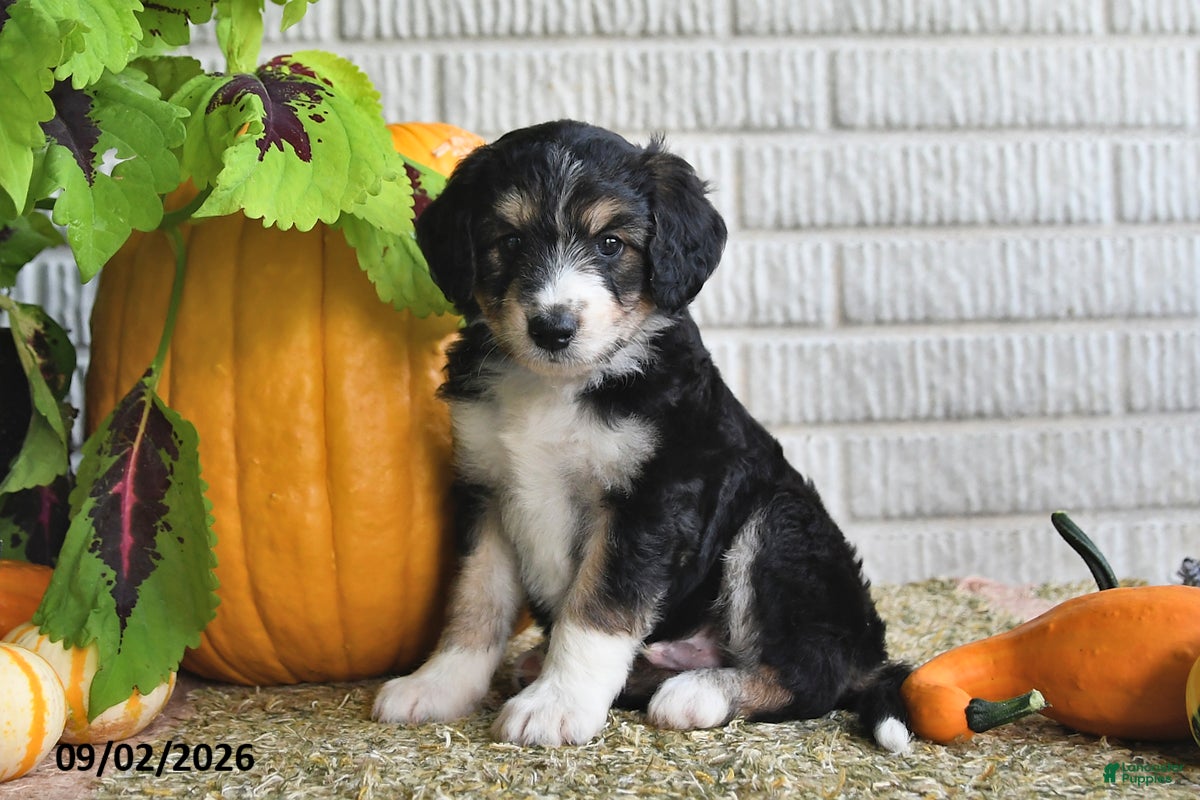 Mixed Breed dogs Captain - Ad 1