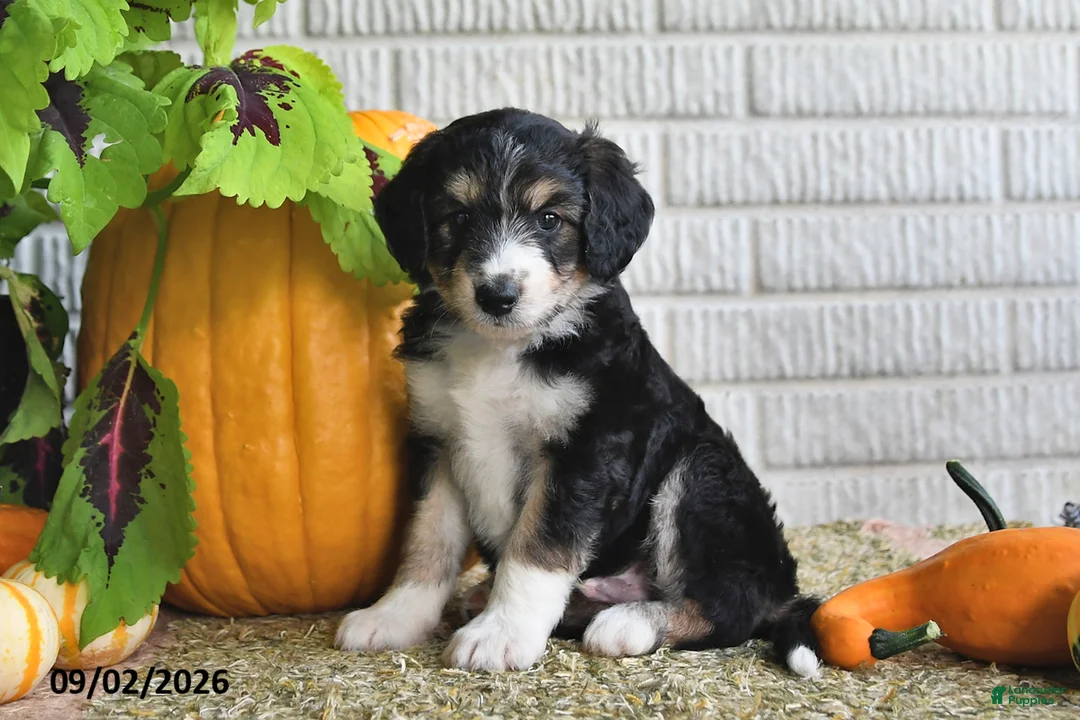 Mixed Breed dogs for sale: Captain - Ad 1