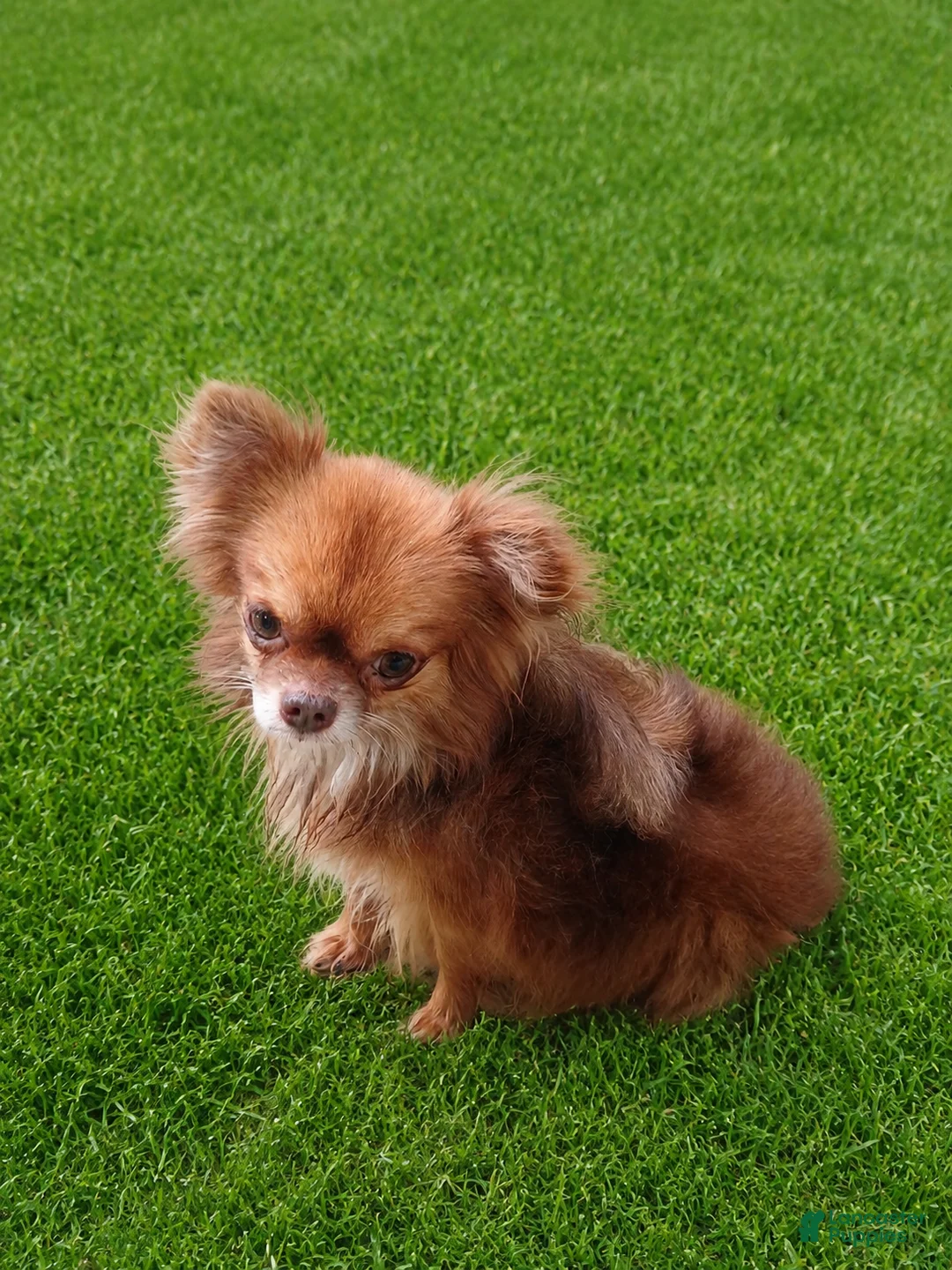 Chihuahua dogs for stud: Rudy @ STUD! teacup/applehead chocolate chihuahua  - Ad 4