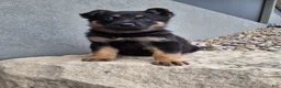 German Shepherd dogs for sale: Karl - Ad 9