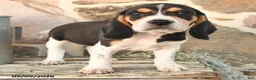 Beagle dogs for sale: Mason - Ad 3