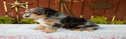 Mini Bernedoodle dogs for sale: Nate - Ad 6