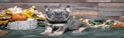 French Bulldog dogs for sale: Beans - Ad 3