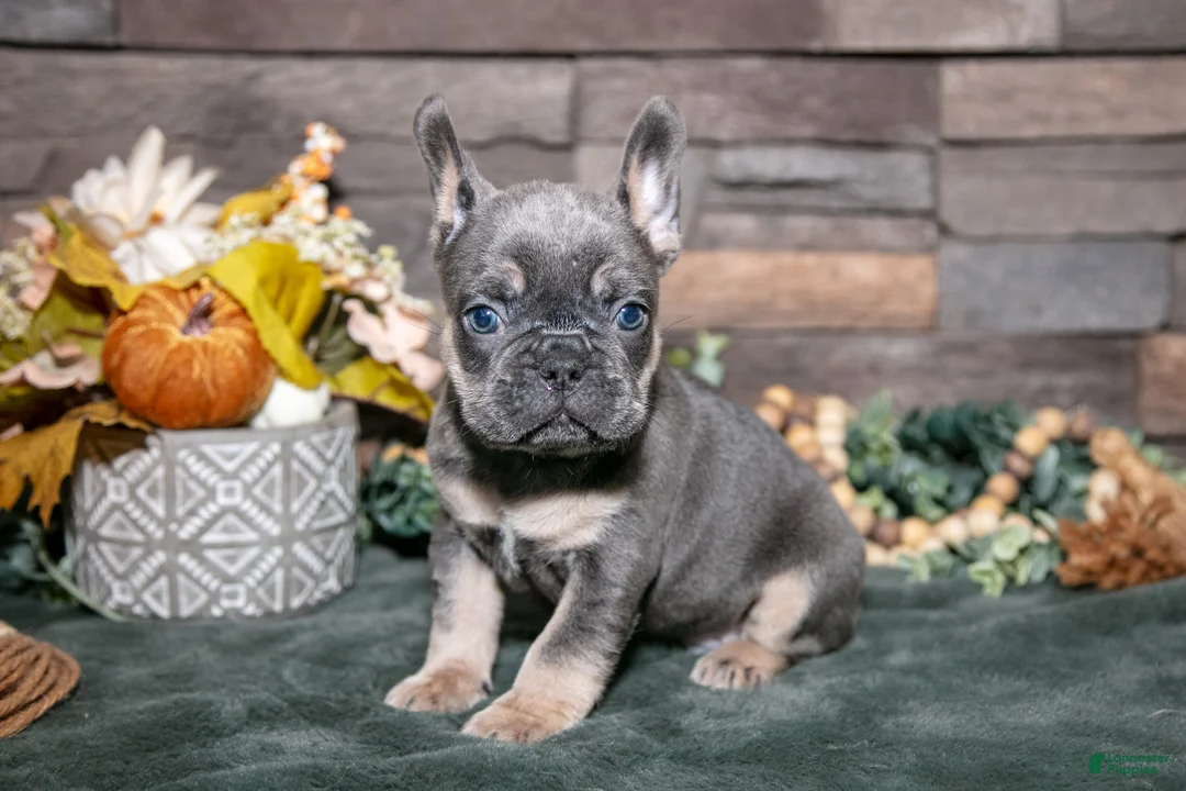 French Bulldog dogs for sale: Beans - Ad 3