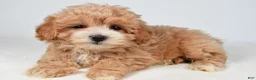 Maltipoo dogs for sale: Cassandra - Ad 8