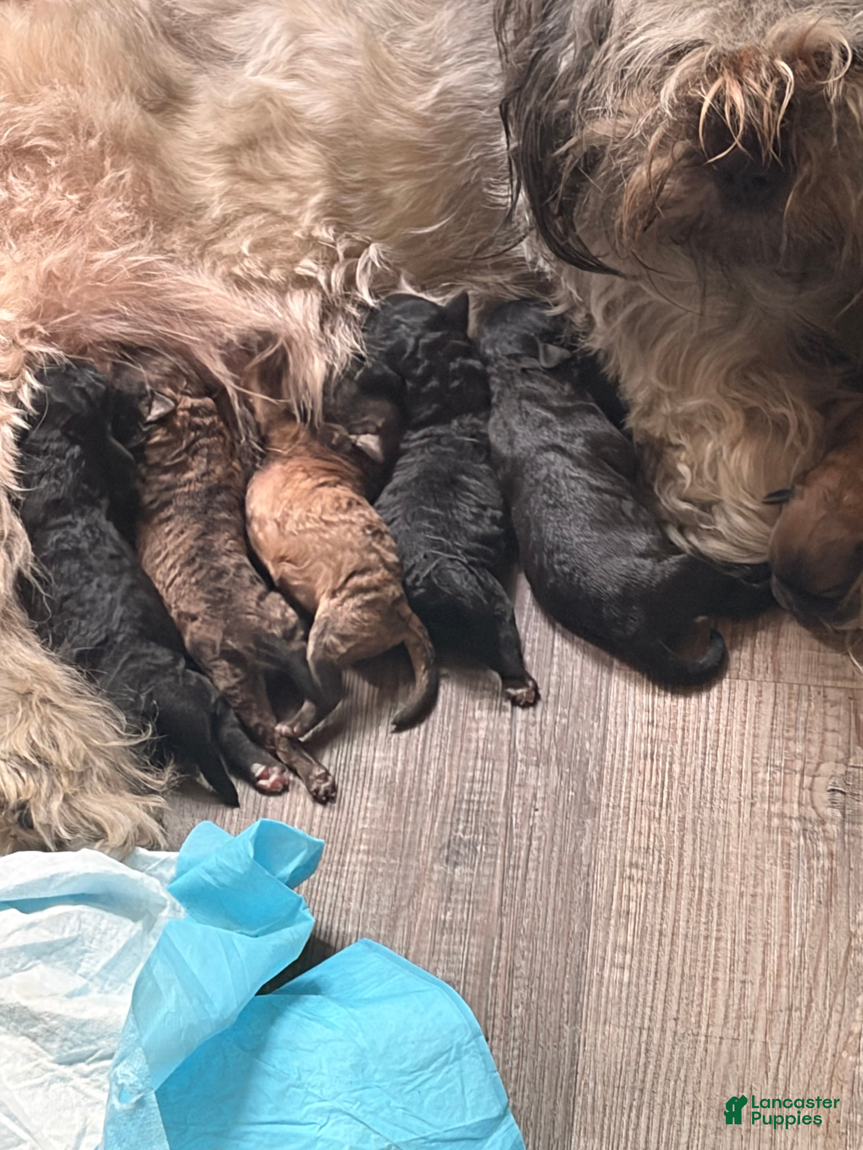 Shihpoo dogs for sale: Shihpoo 8 - Ad 7