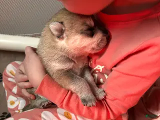 Gerberian Shepsky dogs Gerberian Shepsky Puppy 9 - Ad 13