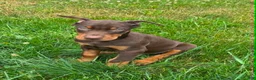 Doberman Pinscher dogs for sale: Red Male - Ad 2