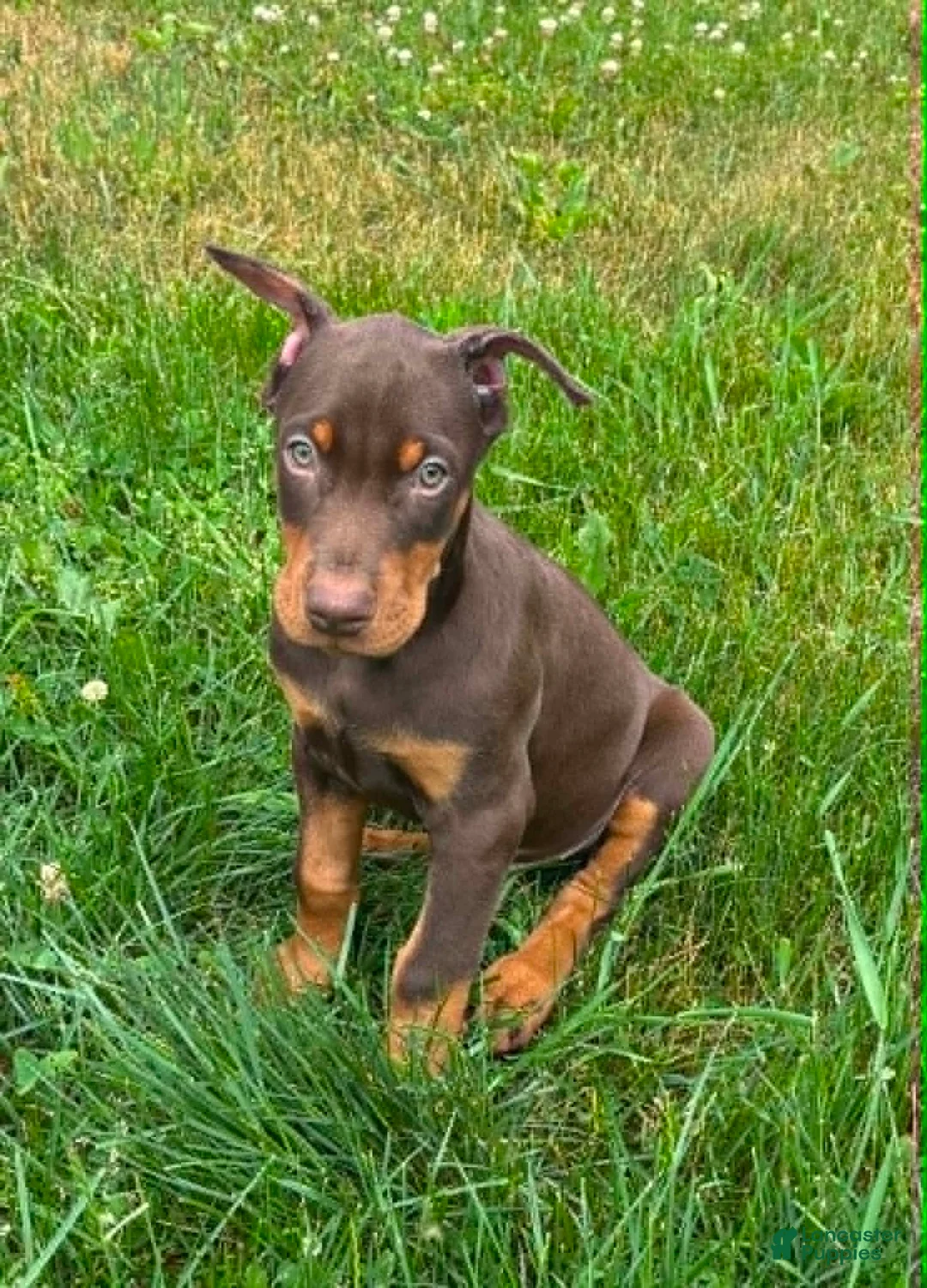 Doberman Pinscher dogs for sale: Red Male - Ad 2