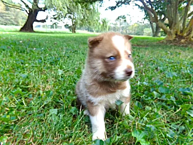 Siberian Husky dogs for sale: Siberian husky male #6 - Ad 2