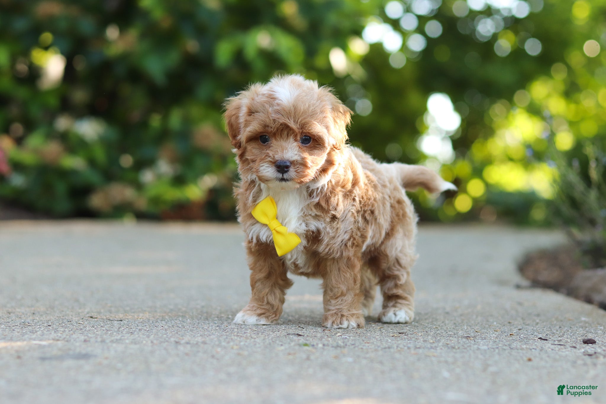 Cavapoo dogs for sale: Brady - Ad 14
