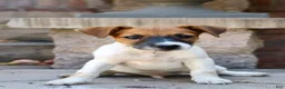 Jack Russell Terrier dogs for sale: UKC Zane - Ad 7