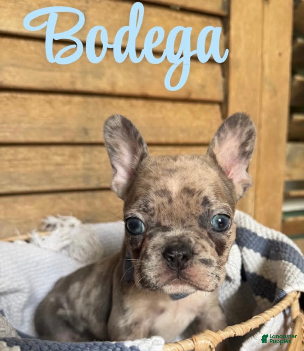 French Bulldog dogs French Bulldog 3 - Ad 1