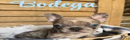 French Bulldog dogs for sale: French Bulldog 3 - Ad 1