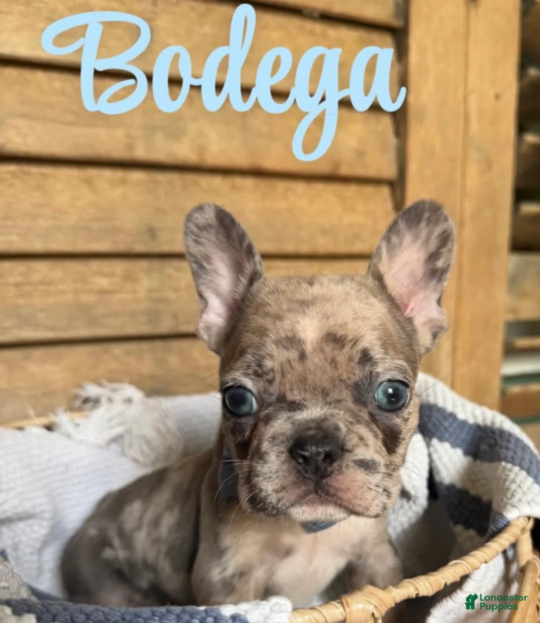 French Bulldog dogs for sale: French Bulldog 3 - Ad 1