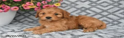 Cavapoo dogs for sale: Theo - Ad 8