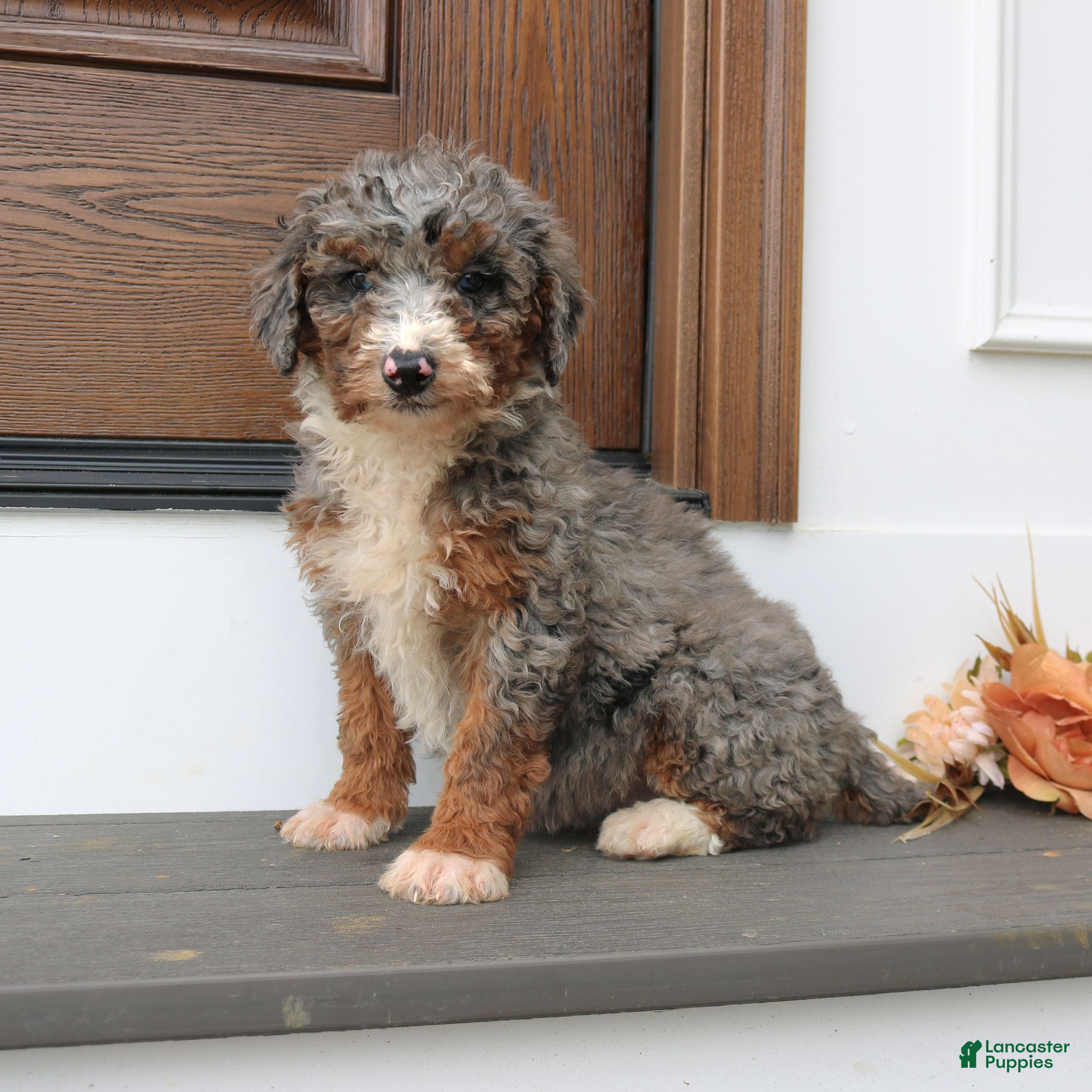 Mini Bernedoodle dogs Heather  - Ad 1