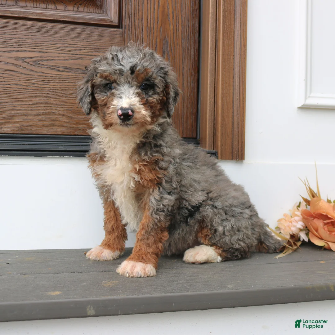 Mini Bernedoodle dogs for sale: Heather  - Ad 1
