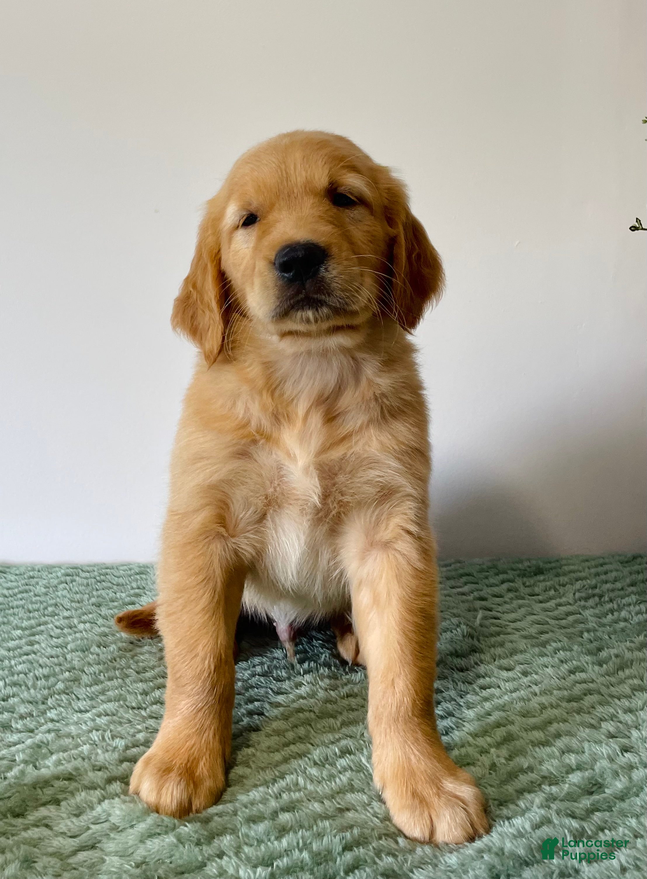 Golden Retriever dogs Cooper - Ad 1