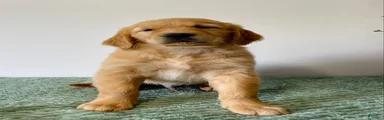 Cooper