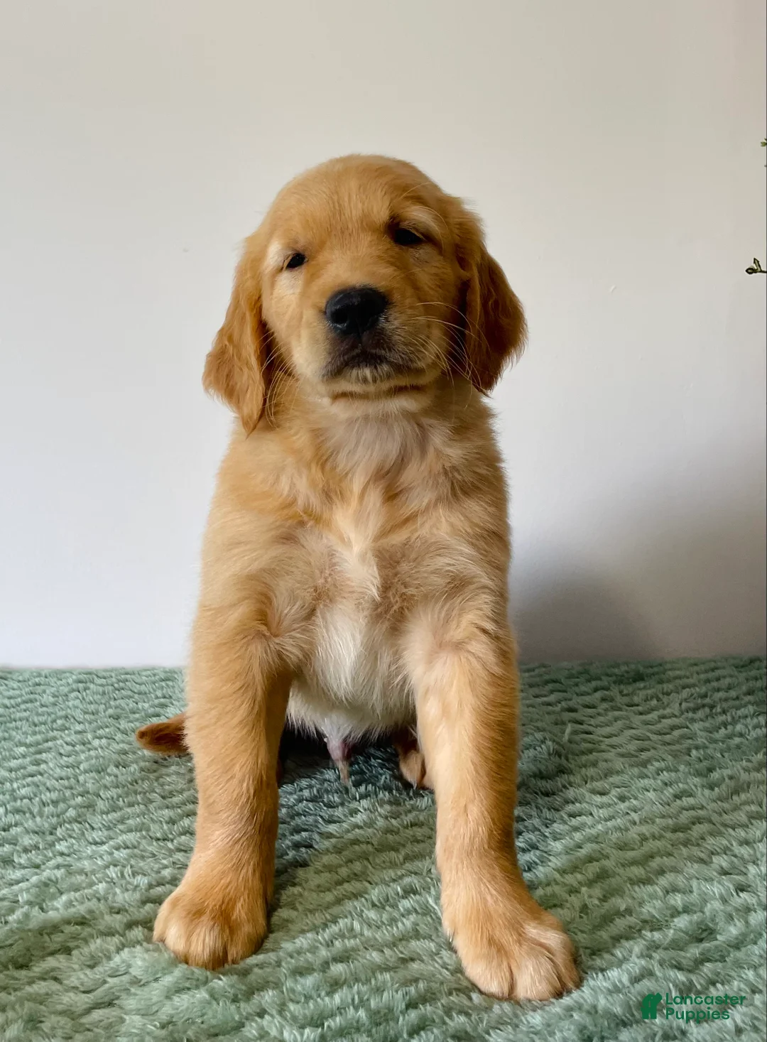 Golden Retriever dogs for sale: Cooper - Ad 1
