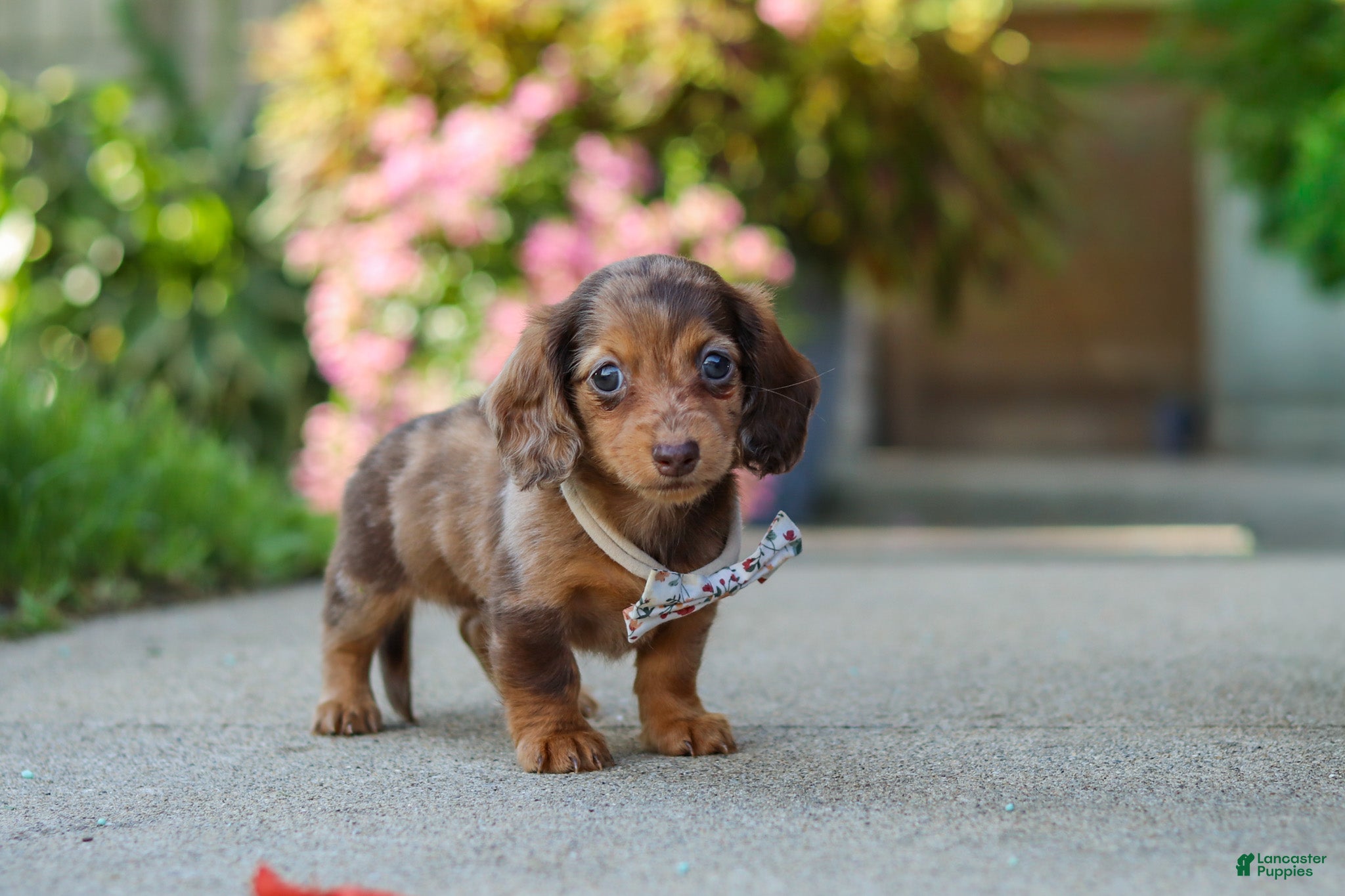 Miniature Dachshund dogs Chloe - Ad 1