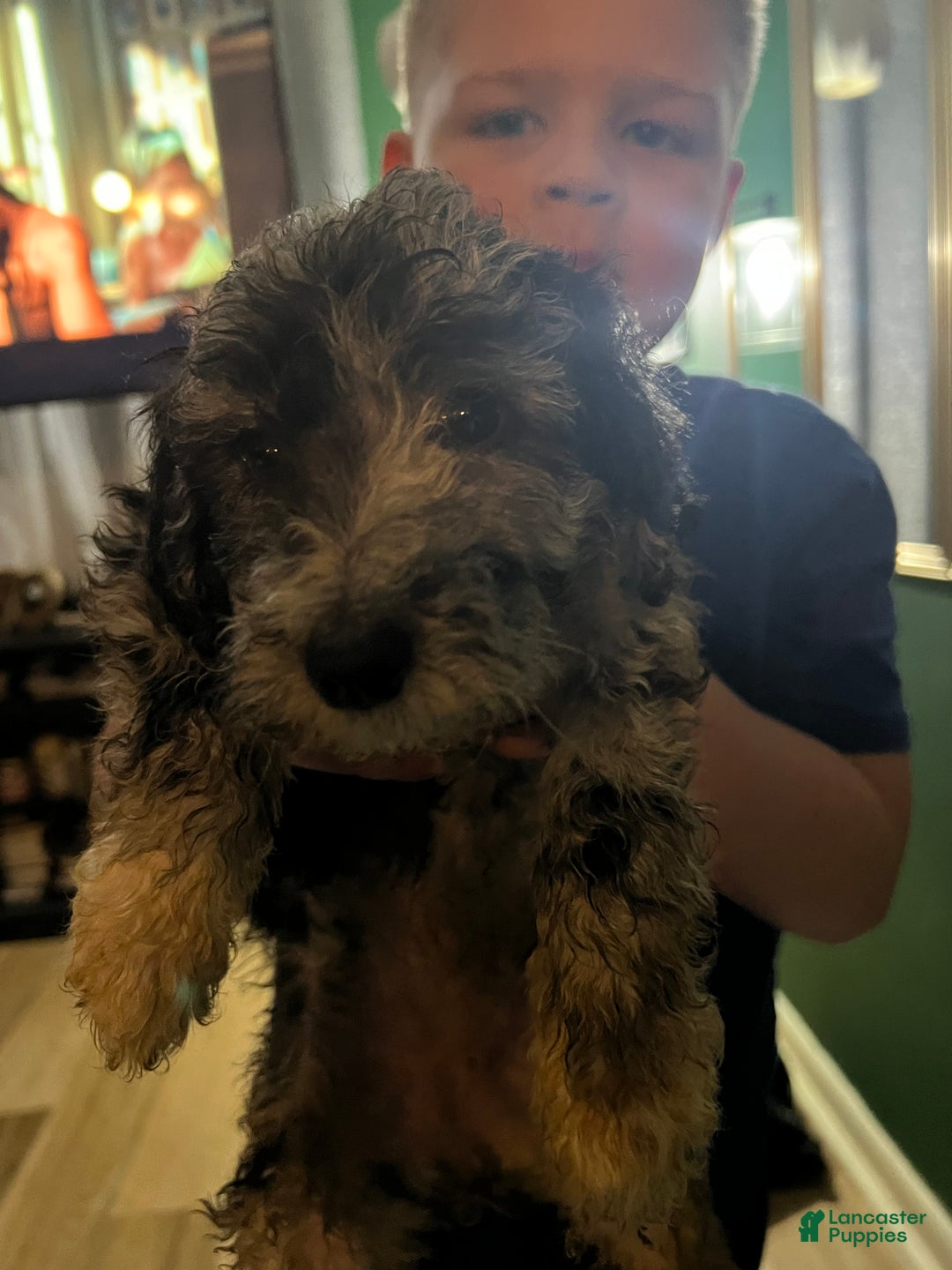 Standard Poodle dogs for sale: Standard Poodle Puppy 8 - Ad 16