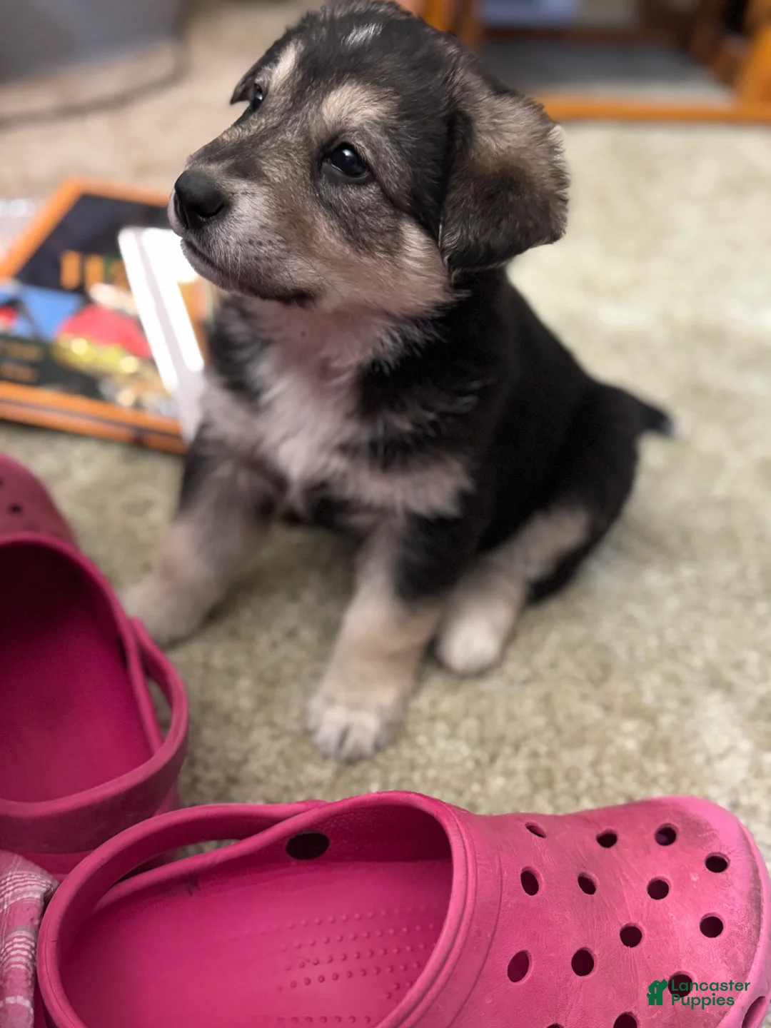 Mixed Breed dogs for sale: Dumpling - Ad 5