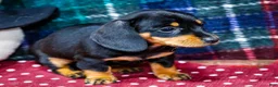 Miniature Dachshund dogs for sale: Abby - Ad 5