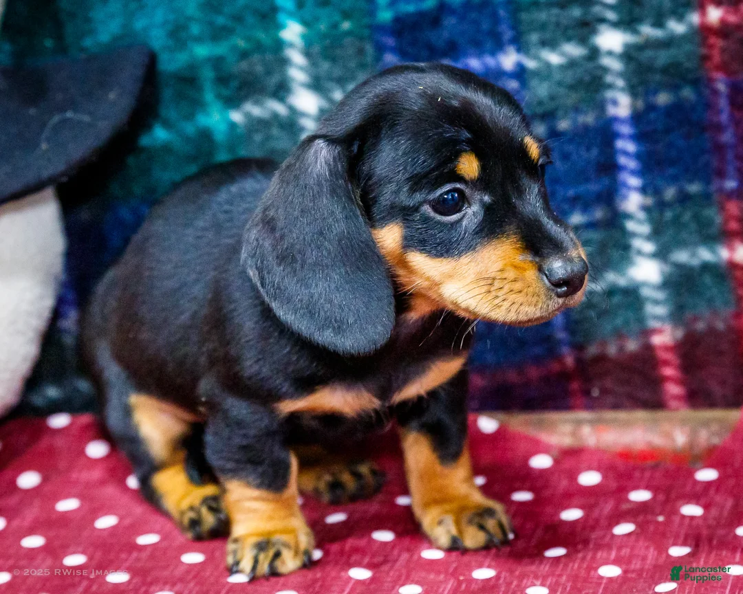 Miniature Dachshund dogs for sale: Abby - Ad 5