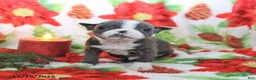 Boston Terrier dogs for sale: Harley - Ad 3