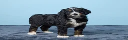 Bernedoodle dogs for sale: Jewel - Ad 5