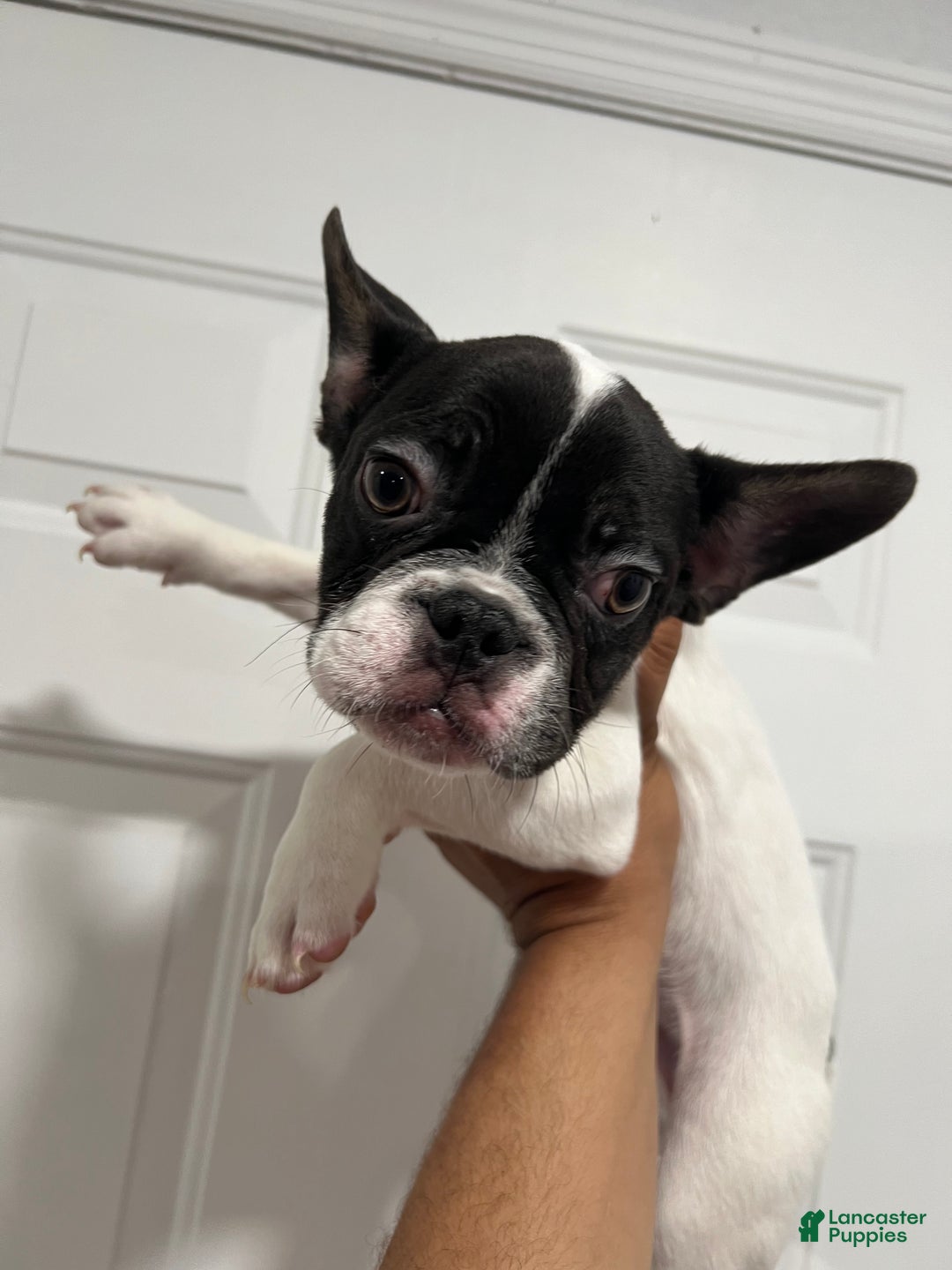 French Bulldog dogs for sale: Oreo - Ad 3