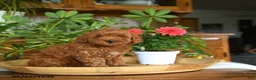 Mini Goldendoodle dogs for sale: Alice - Ad 4