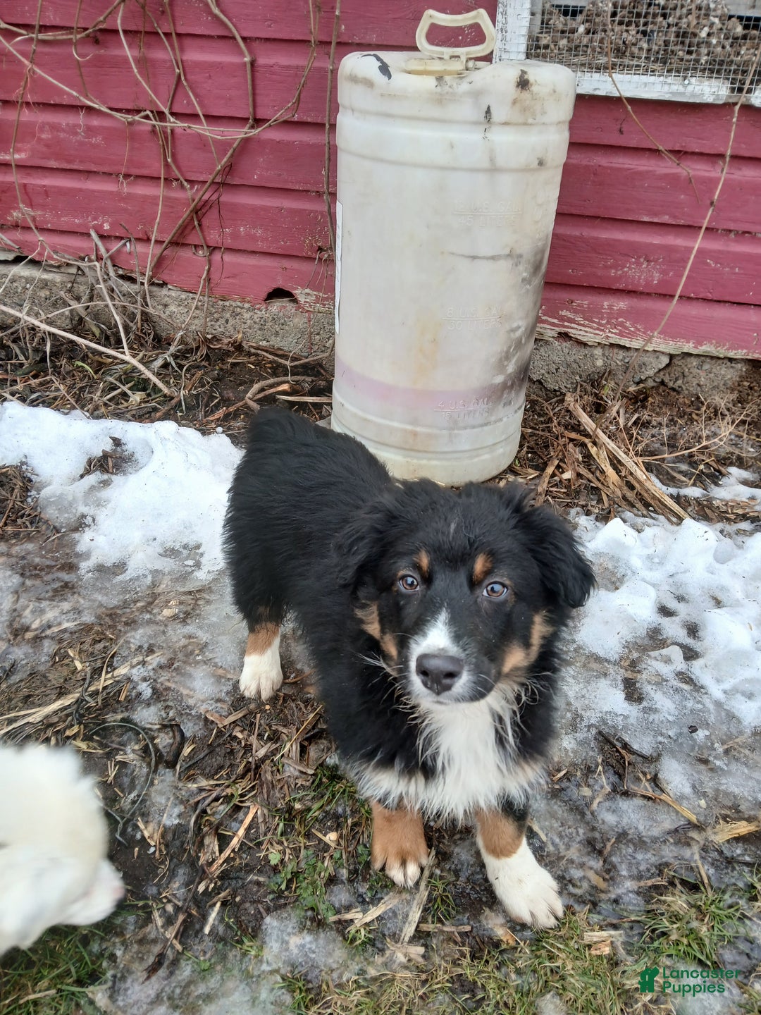 Australian Shepherd dogs for sale: Peeta - Ad 5