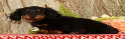 Miniature Dachshund dogs for sale: Thumper - Ad 3