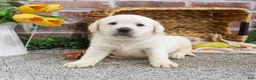 Labrador Retriever dogs for sale: Jake  - Ad 4