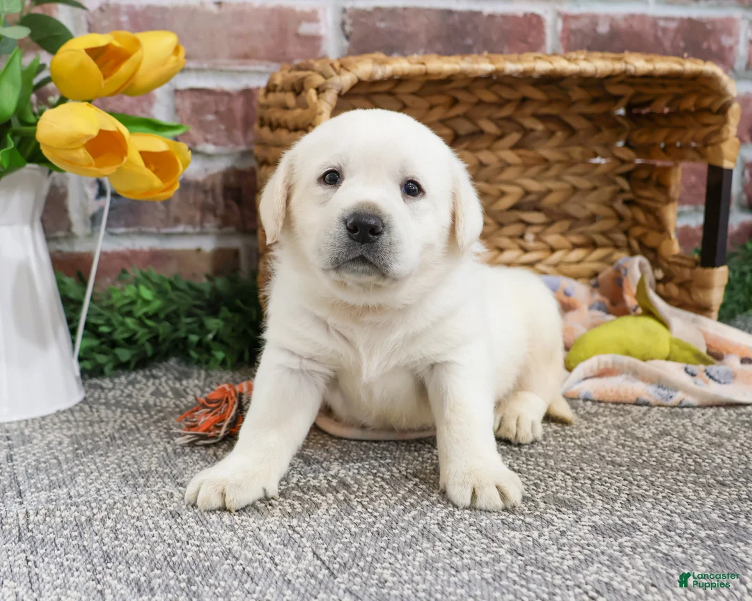 Labrador Retriever dogs for sale: Jake  - Ad 4