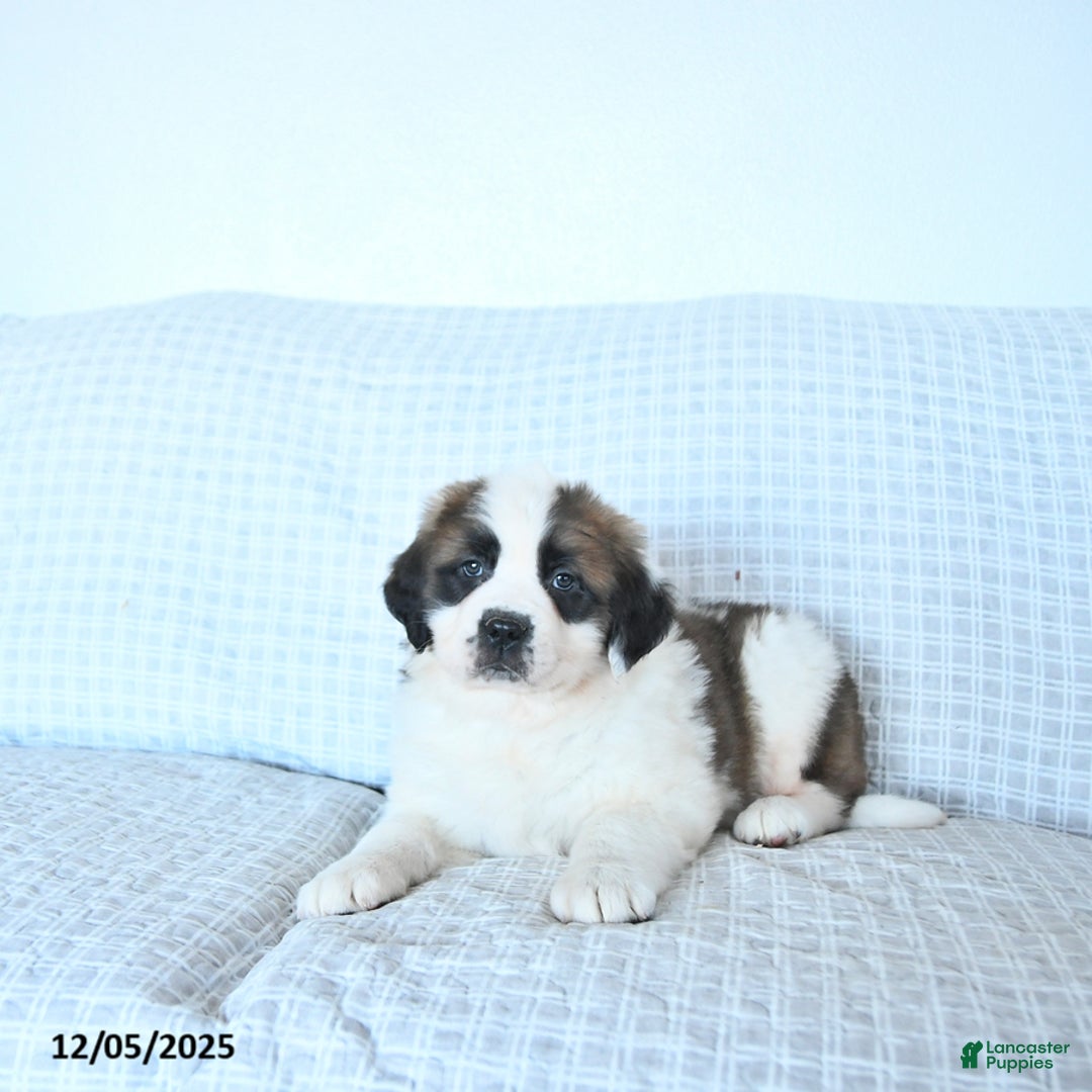 Saint Bernard dogs for sale: Noelle - Ad 2
