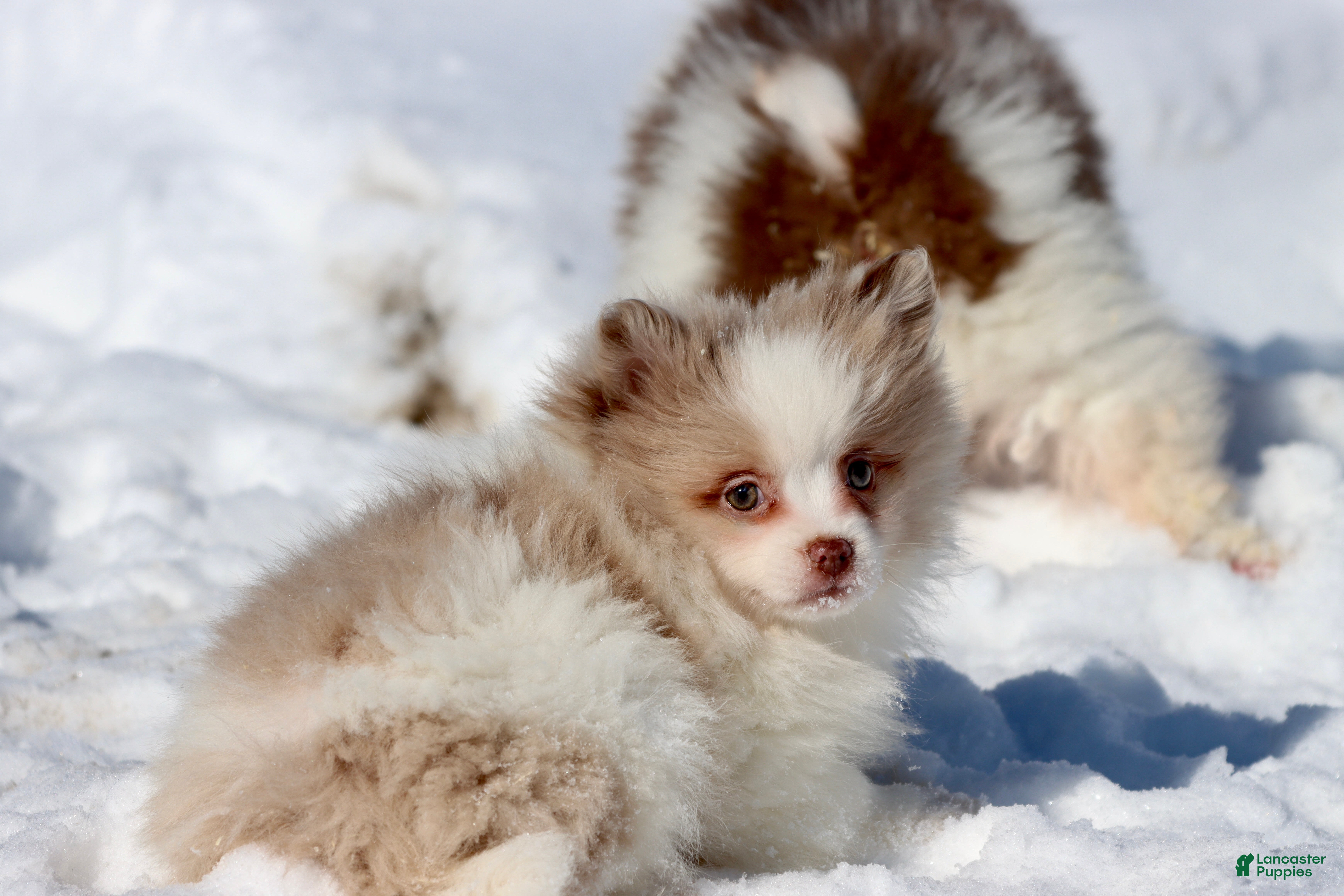 Pomeranian dogs Cotton - Ad 35