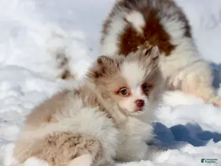 Pomeranian dogs Cotton - Ad 35