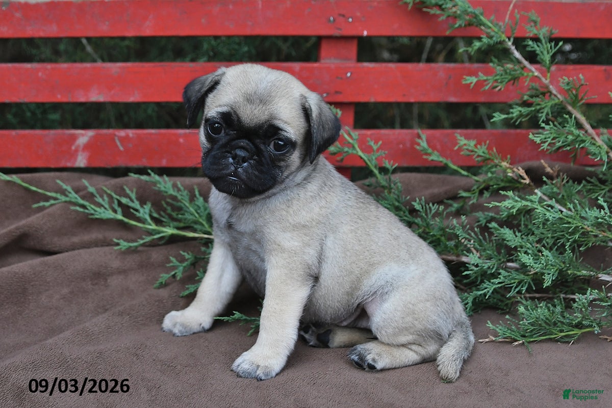 Pug dogs Tracey - Ad 2