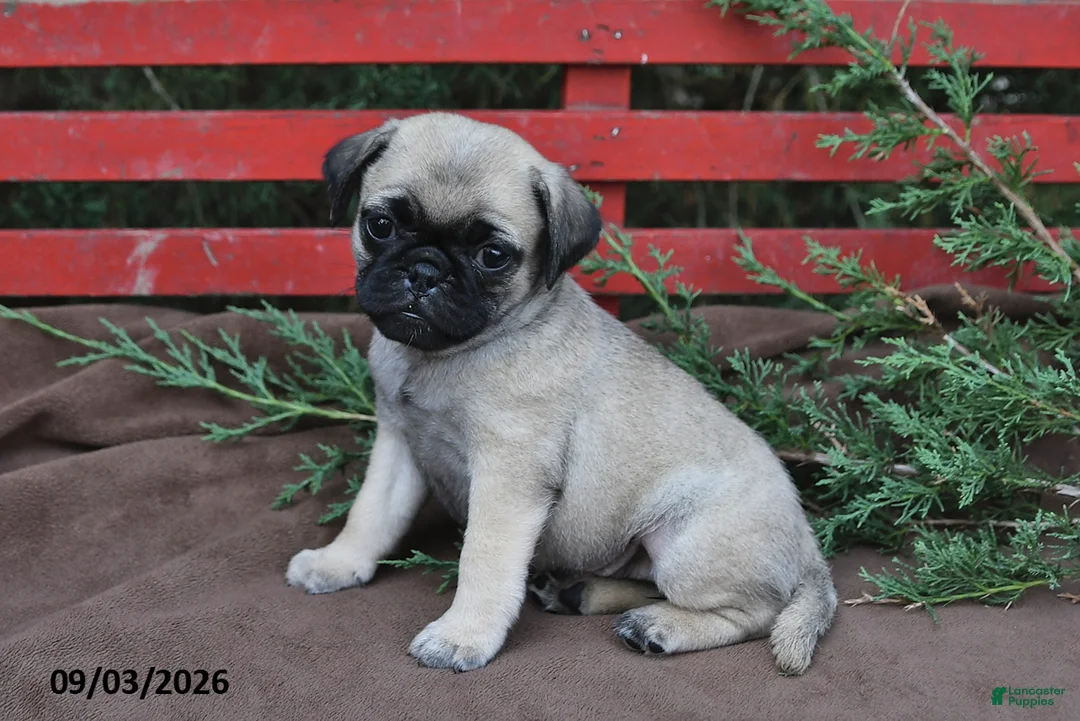 Pug dogs for sale: Tracey - Ad 2