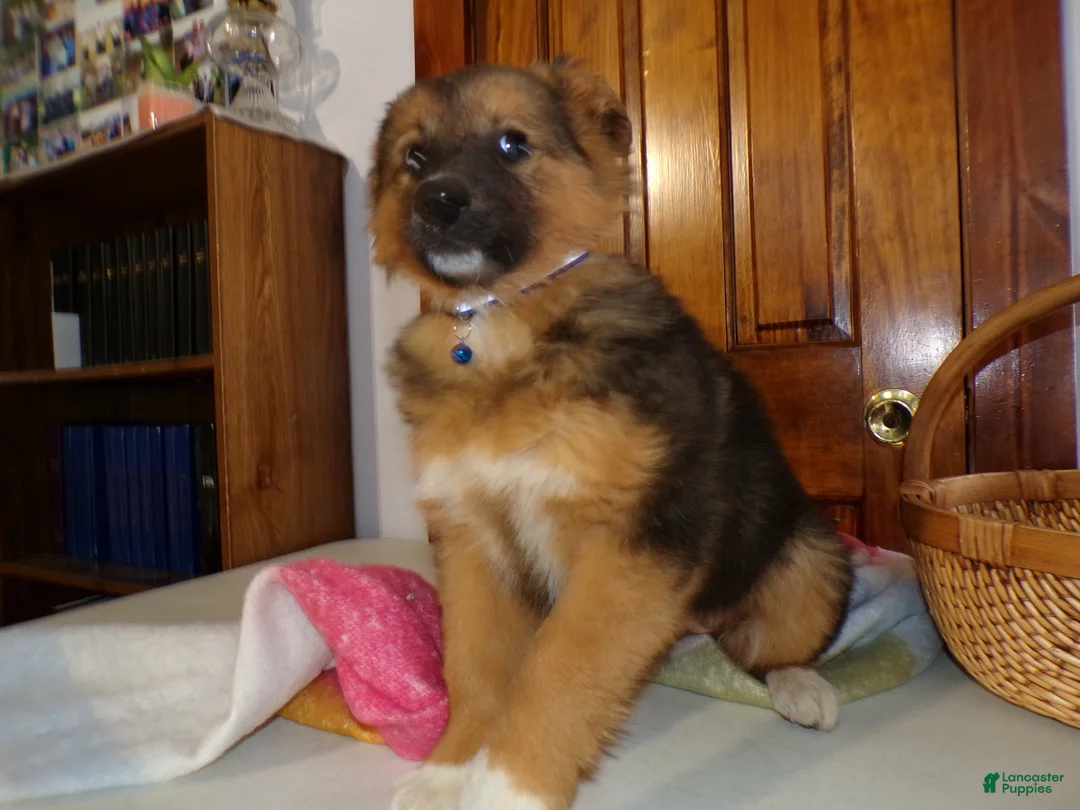 Mixed Breed dogs for sale: Mixed Breed Puppy 8 Jess  - Ad 2