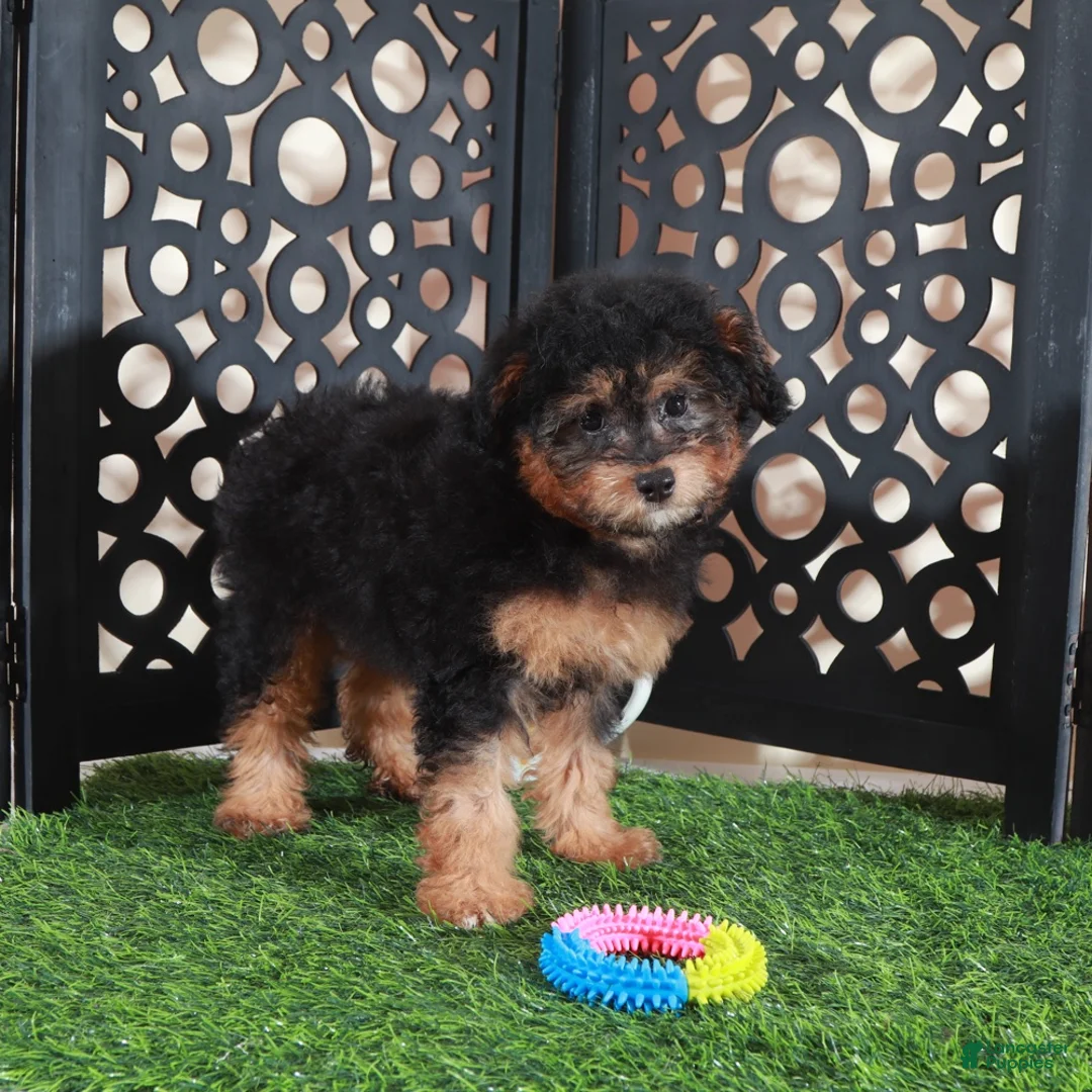 Aussiedoodle dogs for sale: Callie Sweet F1B Mini Aussiepoo Puppy - Ad 4